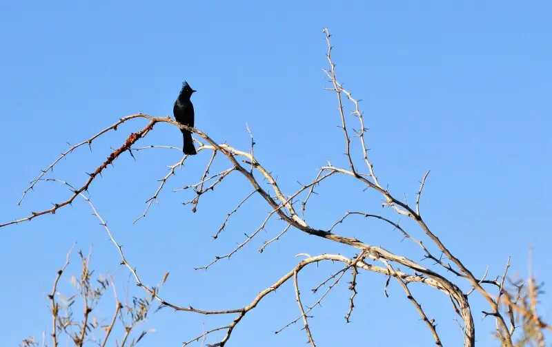 Birds in Joshua Tree National Park: Phainopepla (Phainopepla nitens)