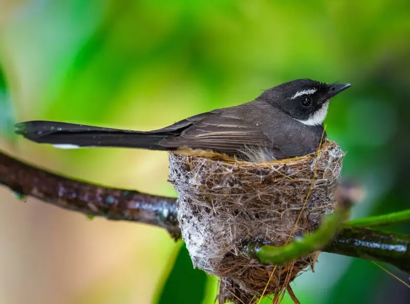 PHILIPPINE PIED FANTAIL NEW FILE