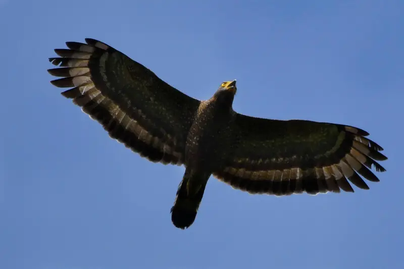 Philippine Serpent Eagles are relatively small raptors that live on Luzon Island and Mindano Island in the Philippines and occur in a range of habitats.