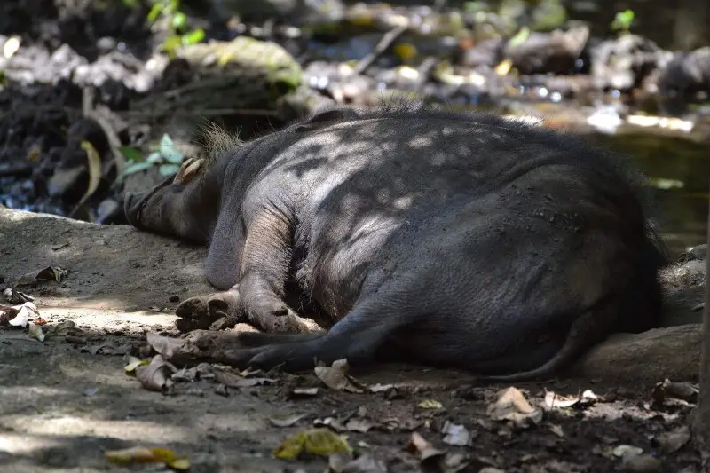The Philippine warty pig enjoying a snooze in the shade of a large tree. We spotted this creature in two different places in Davao- one now, and one later in the evening. In both cases, the bloated lazy slob was lost in dream land, as is the case here. he