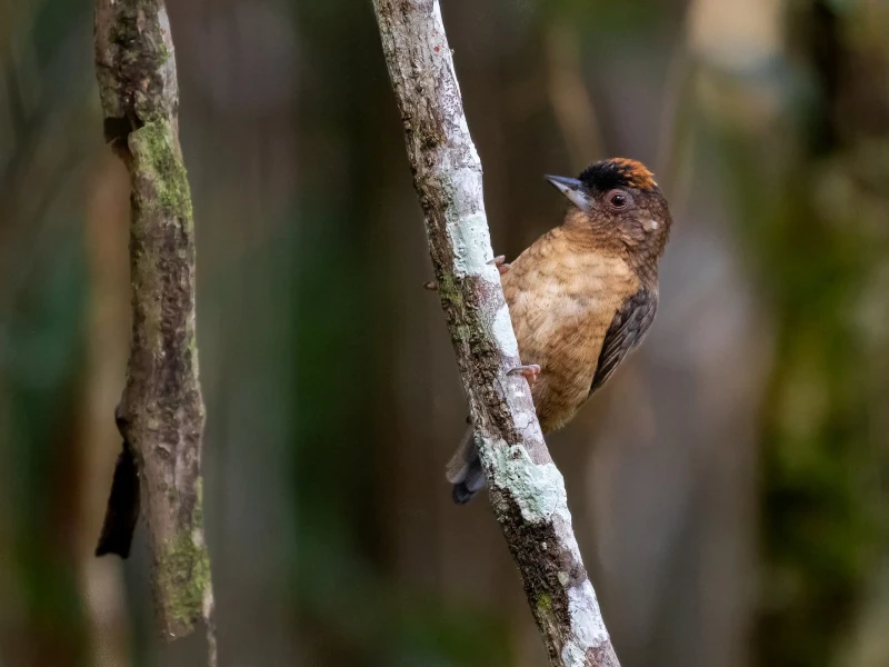 Rusty-necked piculet
