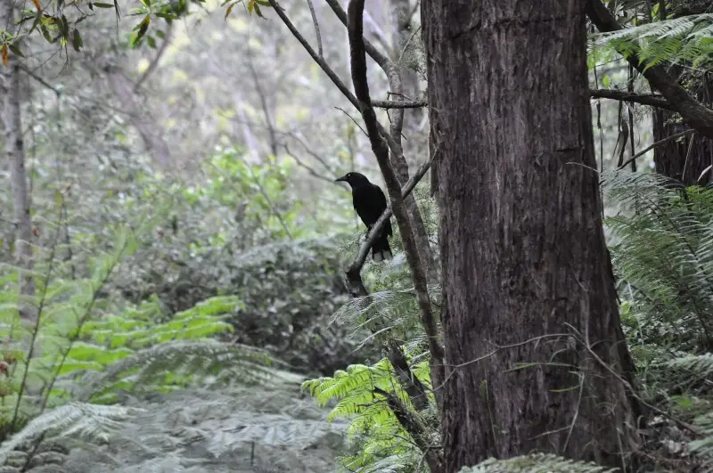 Pied Currawong / Strepera Graculina on the walk to Triplet Falls