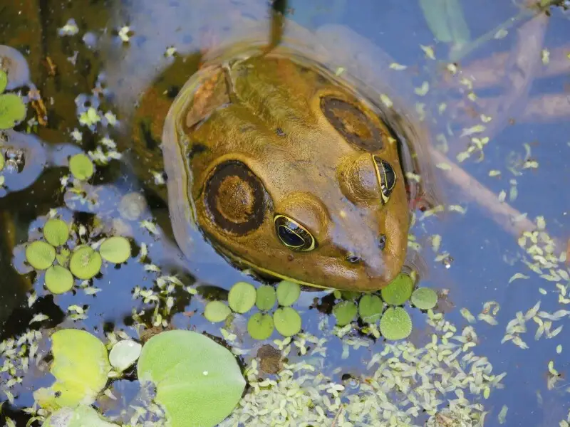 Pig Frog in Corkscrew Wildlife Sanctuary