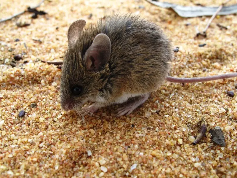 Pilliga mouse, NSW, Australia