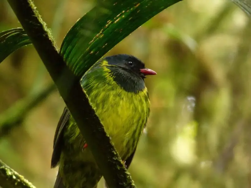 Pipreola riefferii (Frutero verdinegro)
