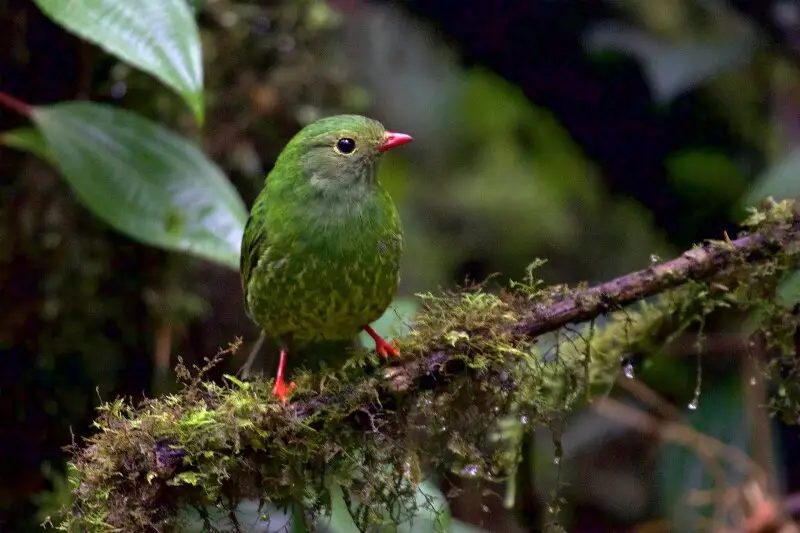 Pipreola riefferii. Photo prise ? Manizales (Colombie).