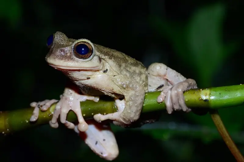 Critically Endangered Treefrog, Plectrohyla teuchestes. Guatemala.