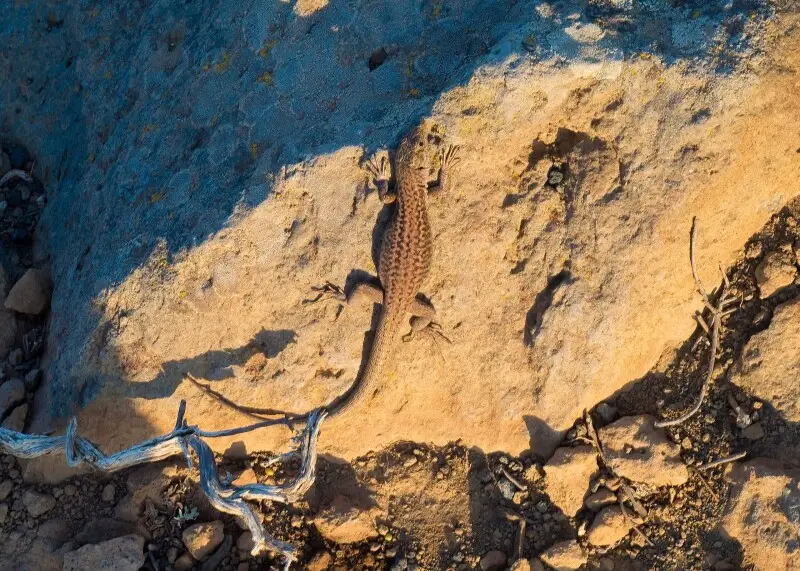 Edhard's lizard laying in the sun (Santorini island)