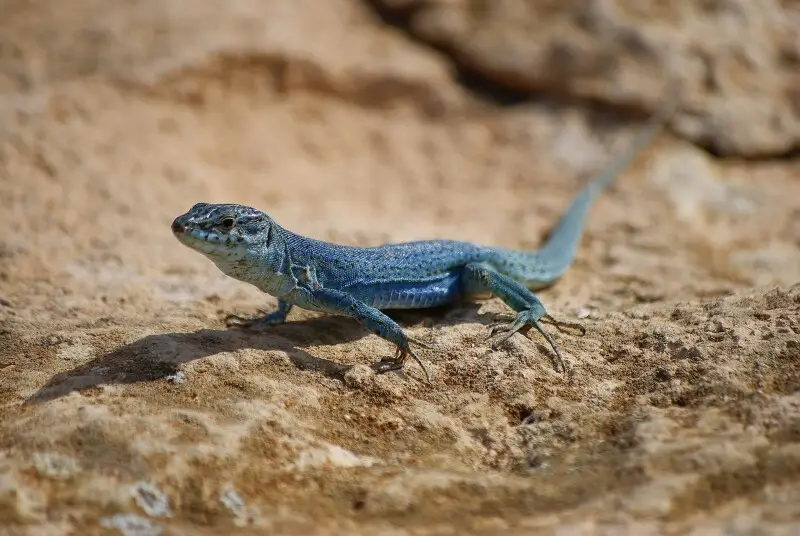 Formentera wall lizard (Podarcis pityusensis)