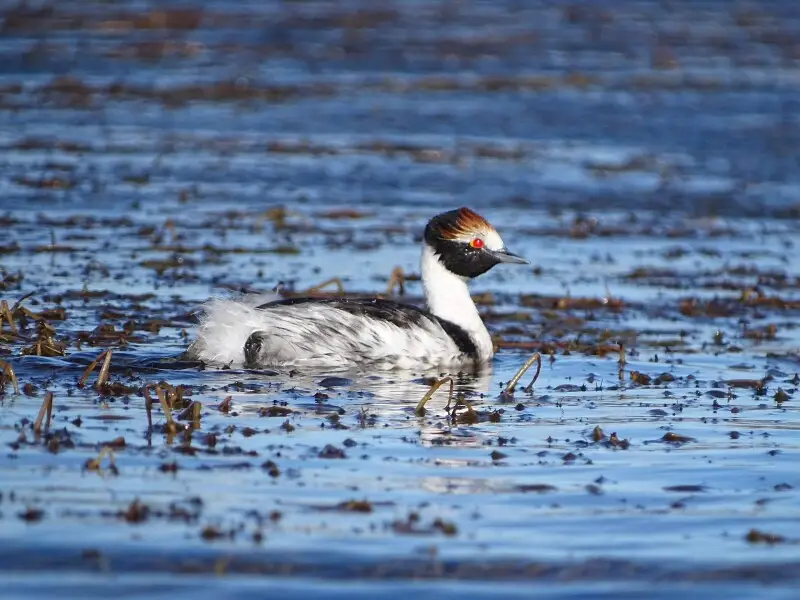 Podiceps gallardoi - Hooded Greebe - Mac? tobiano.
Patagonia National Park, Santa Cruz, Argentinas.
Endemic bird of Argentina. Critically endangered.
Parque Nacional Patagonia, Santa Cruz, Argentinas.

Ave end?mica de la Argentina. En peligro cr?tico.