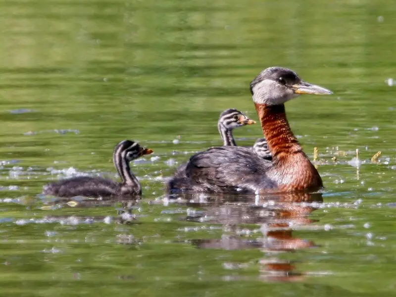 2560px-Podiceps_grisegena6