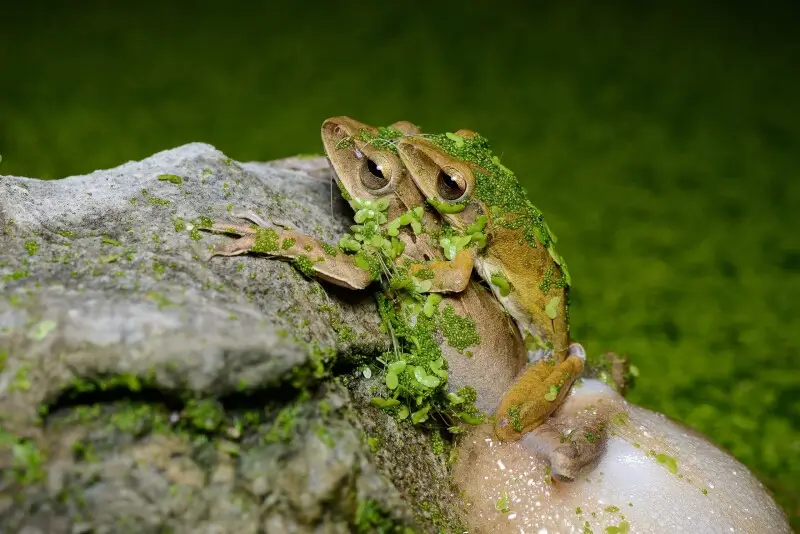Mating spot-legged tree frogs (Polypedates megacephalus). Khao Nang Phanthurat Forest Park, Thailand.