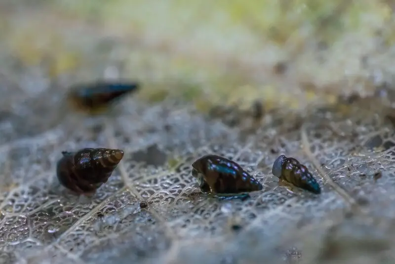 New Zealand mud snail - Facts, Diet, Habitat & Pictures on Animalia.bio