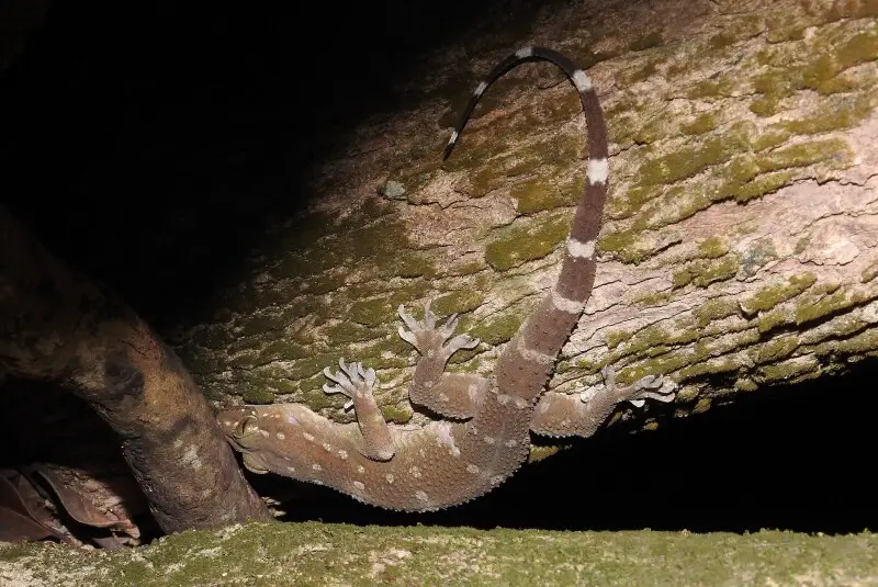 Prashad's Gecko Hemidactylus prashadi. Clicked by Raju Kasambe at Amboli, dist. Sindhudurg, Maharashtra.