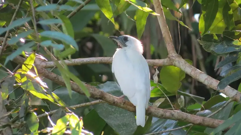 bellbird resting at the shadows of the atlantic rainforest