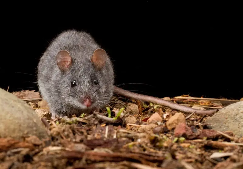 An adult female Smoky Mouse from the Grampians National Park.