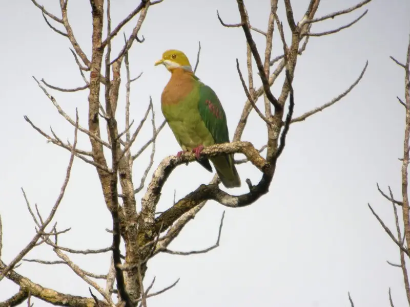A Pink-spotted Fruit-dove in Papua New Guinea.