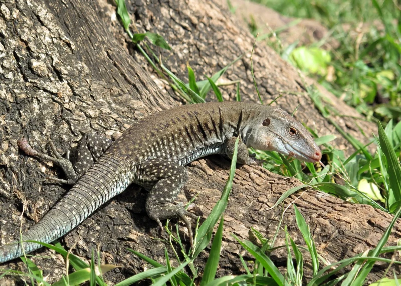 Common Puerto Rican ameiva