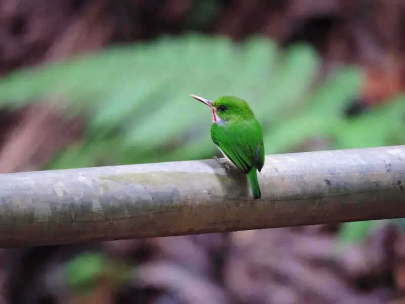 Puerto Rican Tody at El Yunque National Forest