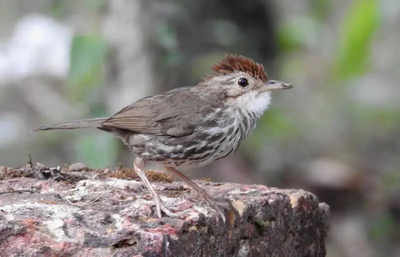 ??????????????? [Puff-throated babbler] from Chamakkavu, Vellur 
Habitat&#160;: Deciduous and Evergreen Forests, Scrub, Bamboo groves, Tea and Coffee Plantations.

at May 4, Endamic Bird Day 2019. Manoj Karingamadathil with Sachin Chandran