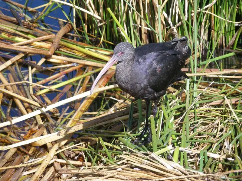 Puna Ibis Plegadis ridgwayi found in Peru and domesticated by the peoples of the Uros islands in Lake Titicaca. Used for meat and eggs.