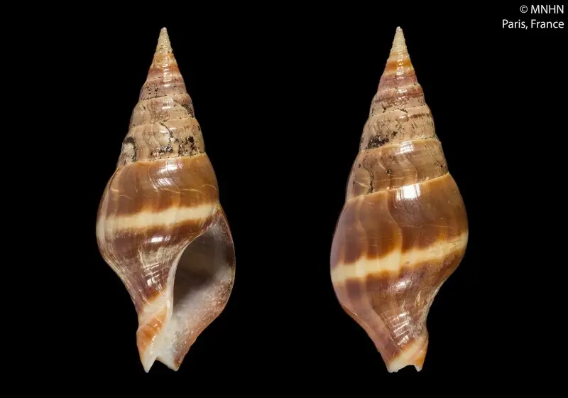 PRESERVED_SPECIMEN; Fusus albocinctus Petit de la Saussaye, 1851; Type status: 	HOLOTYPE; Identified by:	N/A; Individual count:	1; Event date: 	N/A