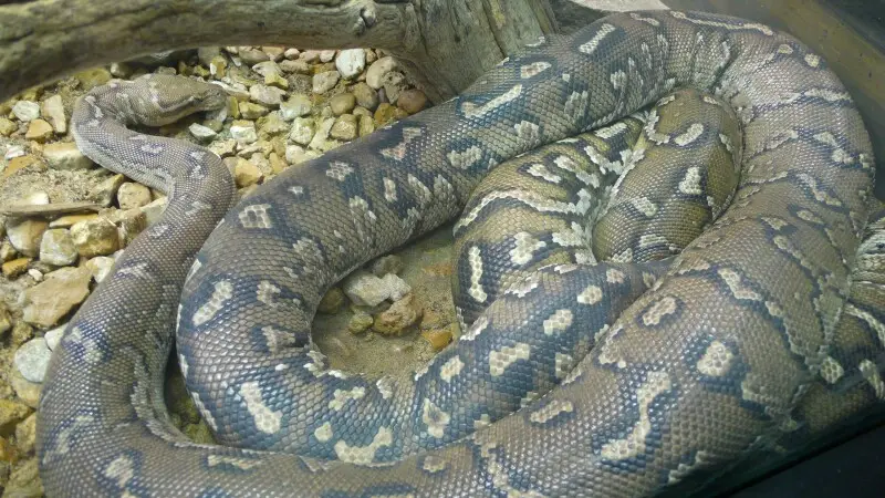Angolan dwarf python (Python anchietae)