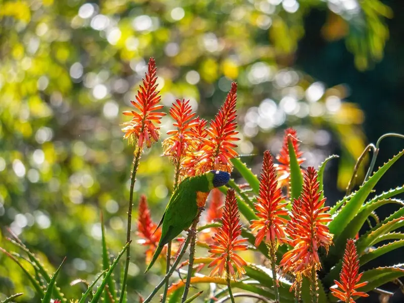 The Arid Zone Garden is a popular feature at Brisbane Botanic Gardens, Mount Coot-tha.