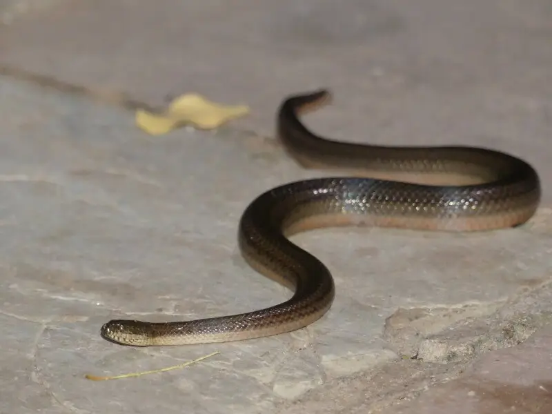 Rainbow Mud Snake at Bhavani Island, Vijayawada, Andhra Pradesh
