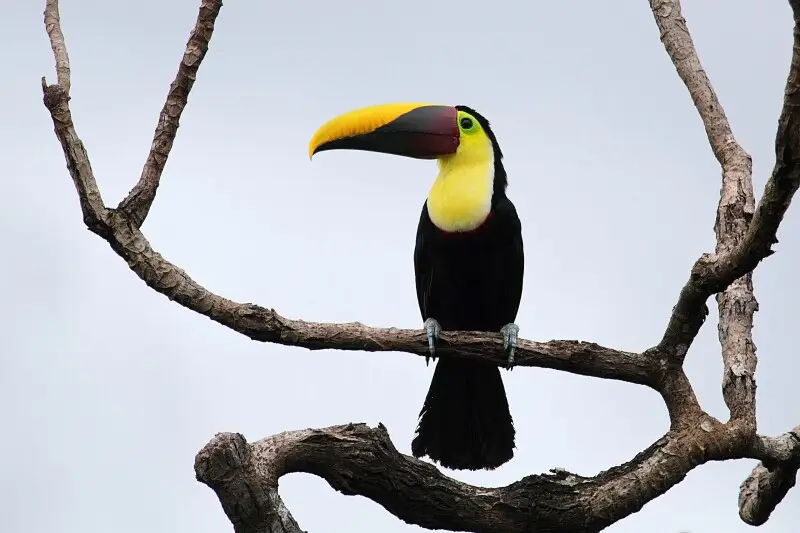 Chestnut-mandibled toucan, Punta Marenco Lodge, Punta Rio Claro National Wildlife Refuge, Costa Rica