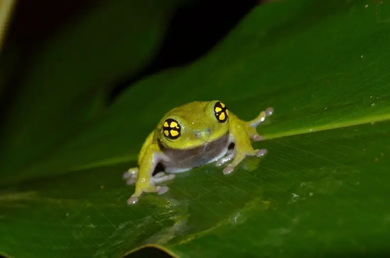 Raorchestes chalazodes from the Western Ghats, India.