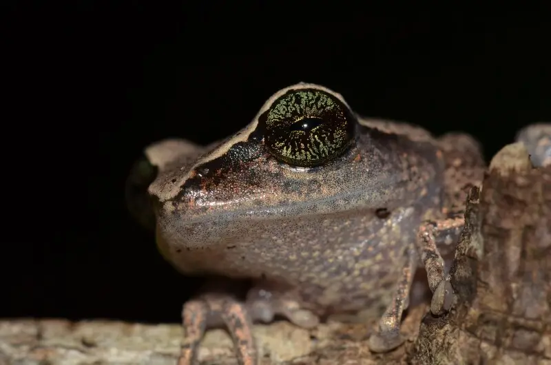 Eye of the Green-Eyed Bush Frog from Munnar, India.