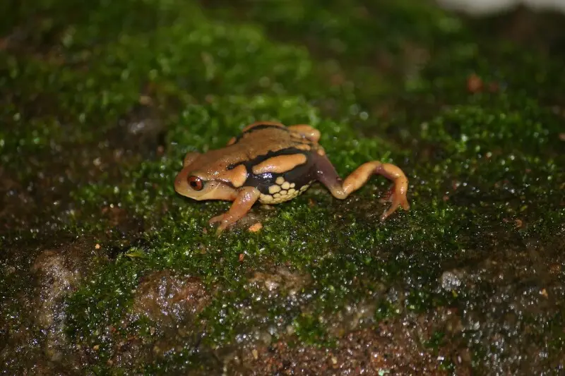 Raorchestes resplendens, frog from Eravikulam National Park, India