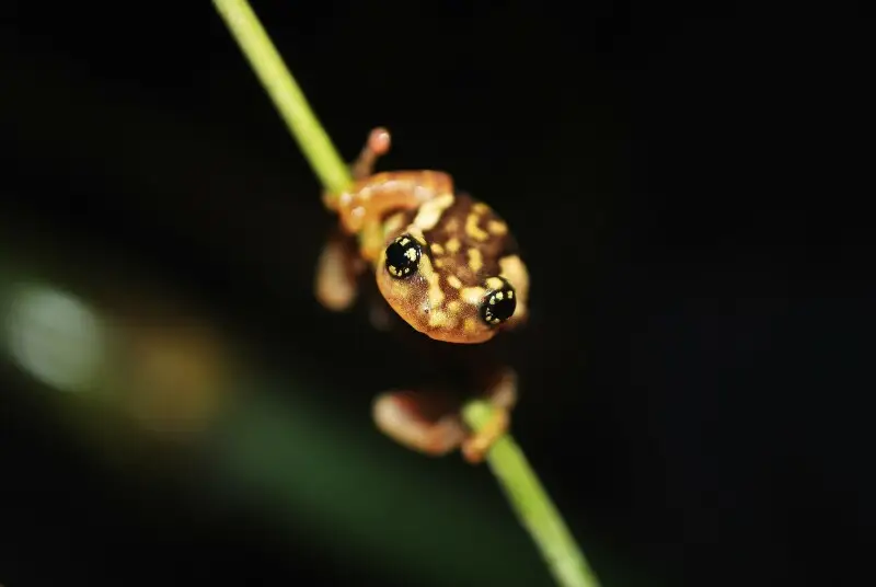 Raorchestus ochlandra belongs to family Rachophoridae and genus Raorchestus commonly known as bush frogs