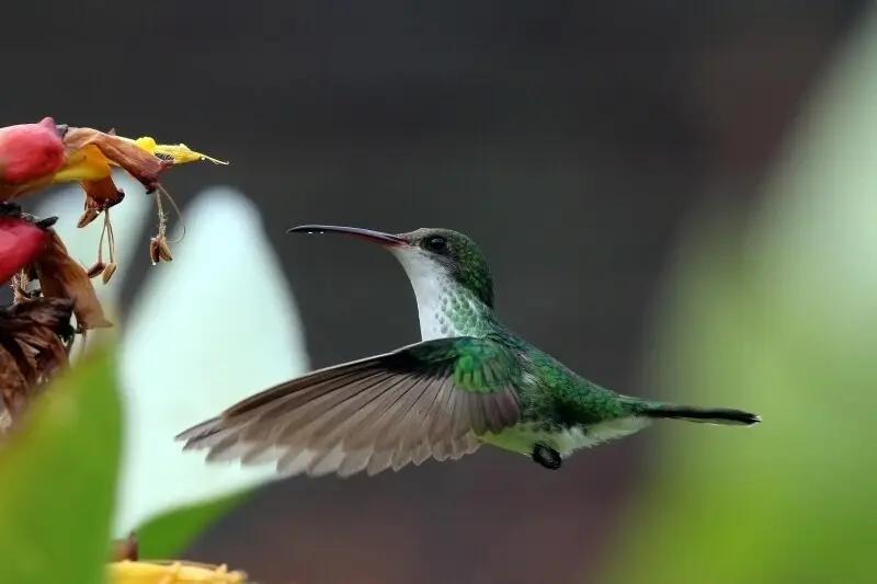 Female Red-billed streamertail (Trochilus polytmus). Like Usain Bolt, this hummingbird is a Jamaican endemic
