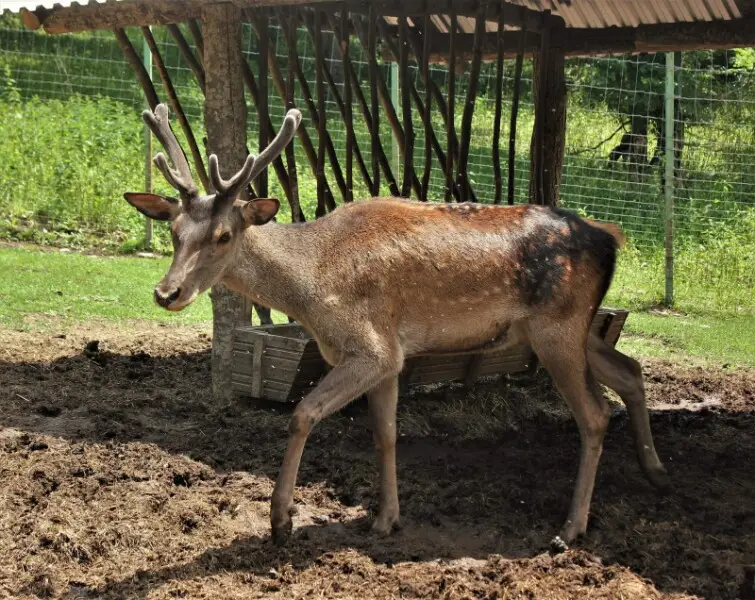 Red deer (Cervus elaphus) in Breading center in Dilijan, Tavush Province, Armenia