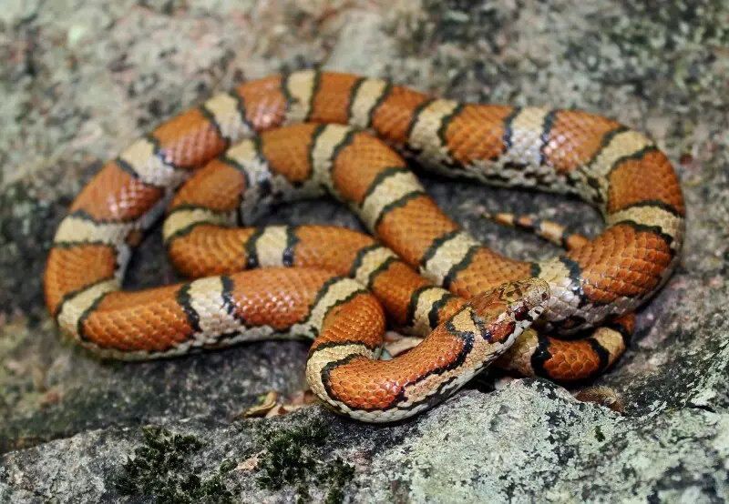 Eastern Milk Snake - Facts, Diet, Habitat & Pictures On Animalia.bio