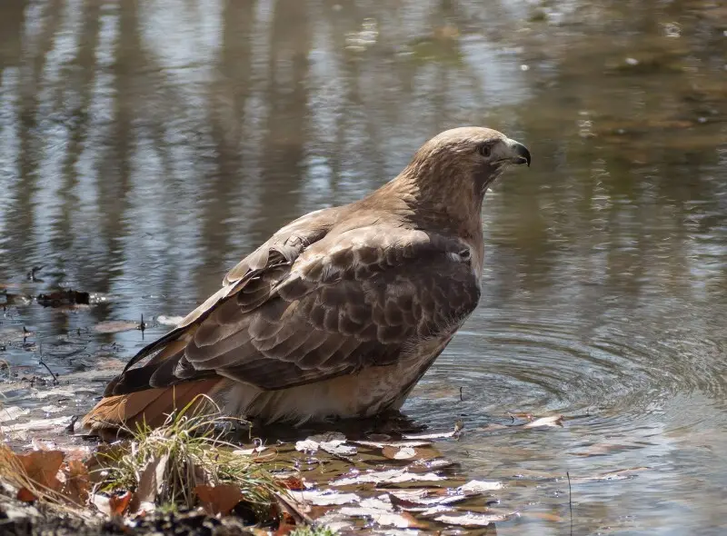 Red-tailed hawk in water at Brooklyn Botanic Garden.