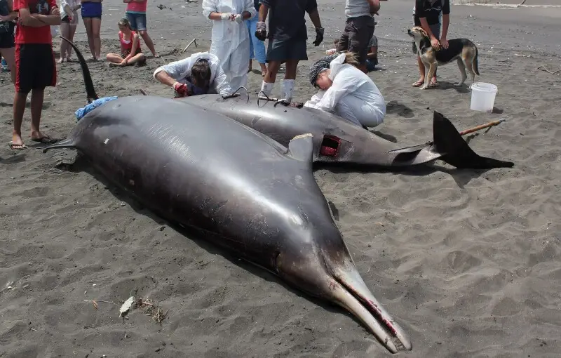 Surrounded by onlookers, university researchers conduct an autopsy on a female beaked whale, probably a Gray's beaked whale, stranded on Sunset Beach, Port Waikato, New Zealand. Another stranded whale lies in front.