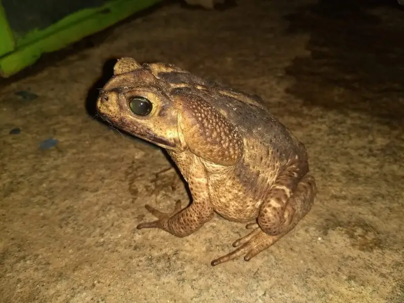 Dorsolateral view of a female of Rhinella icterica