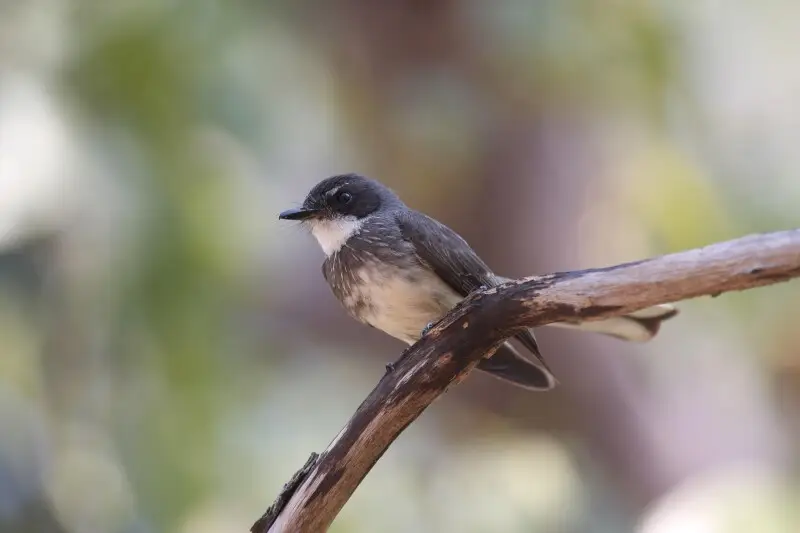 A Northern Fantail in Australia.