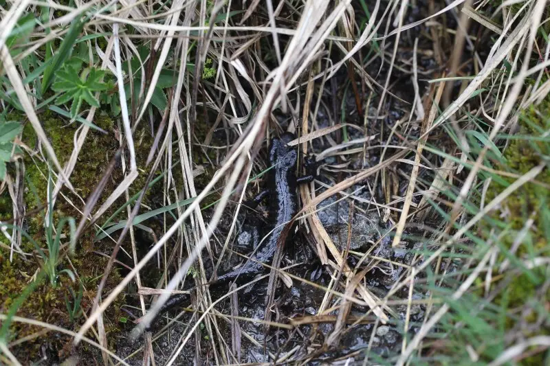 Salamandre de Lanza dans la RNN de Ristolas - Mont Viso.