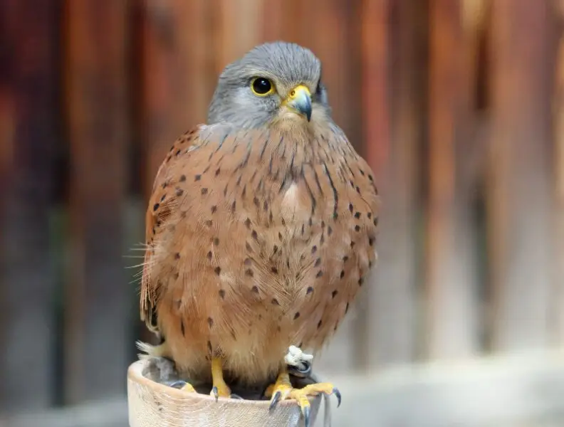 Rock Kestrel (Falco rupicolus) at Eagle Encounters, South Africa