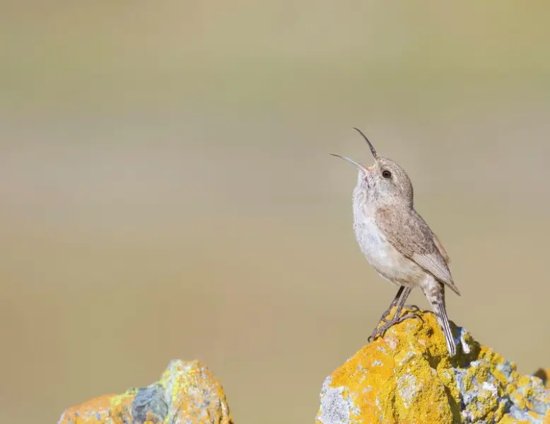 This male Rock Wren is making sure his territory is intact as he readies for the second clutch of the year...