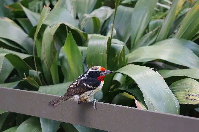 San Diego Zoo