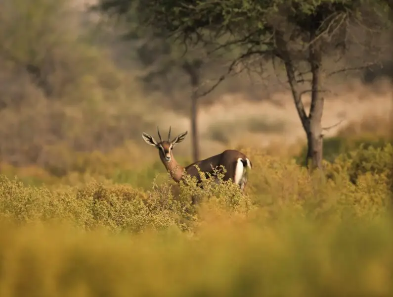 Sand Gazelle live across the Arabian peninsula. These Gazelles lives in Dubai?s Al Marmoom National Park.