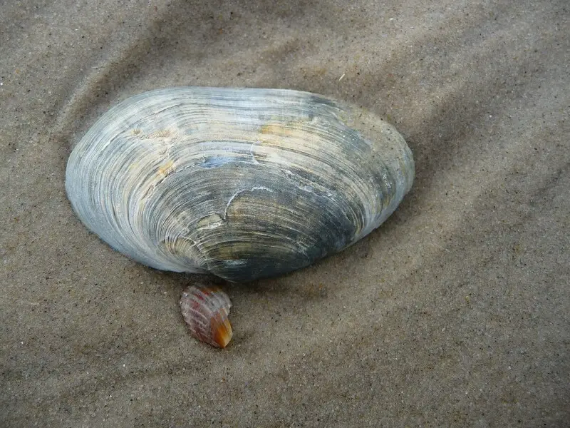 Softshell clam Facts, Diet, Habitat & Pictures on Animalia.bio