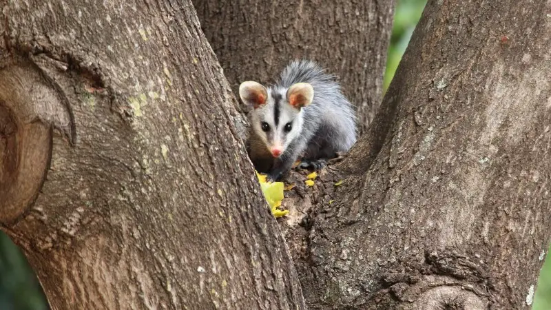 Opossum eating mango.