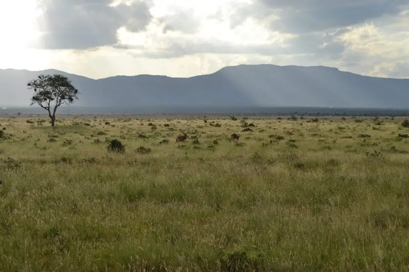View of the savanna towards the west, with a Alcelaphus buselaphus cokii (Coke's Hartebeest) pair in the foreground, and crepuscular rays visible through the clouds behind them, in the Tsavo East National Park, Kenya.