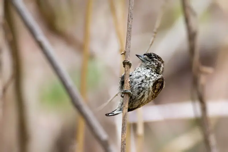Scaled Piculet | Telegrafista Escamado (Picumnus squamulatus rohli) (?)